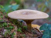 Tellerförmiger hellbrauner Pilz